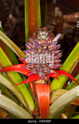 Ananas, eine Bromelie mit kleinen lila Blüten, leuchtend roten Hochblättern & stacheligen Blätter wachsen in subtropischen Hausgarten in Queensland-Australien Stockfoto