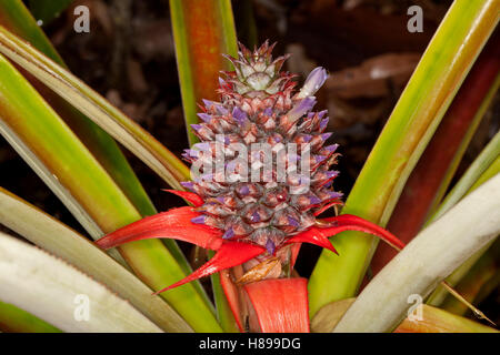 Ananas, eine Bromelie mit kleinen lila Blüten, leuchtend roten Hochblättern & stacheligen Blätter wachsen in subtropischen Hausgarten in Queensland-Australien Stockfoto