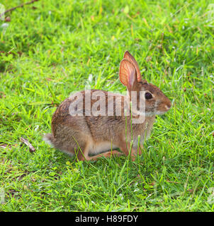 Cottontail Kaninchen ein Auge auf die Dinge auf dem Rasen Stockfoto