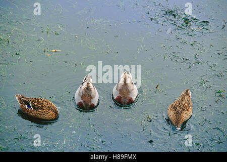 Vier Stockenten füttern, Anas platyrhynchos, zwei Männchen (in der Mitte) und zwei Weibchen, Trasimeno See, Umbrien, Italien Stockfoto