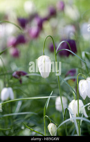 Fritillaria Meleagris auf einer englischen Wiese. Snakeshead Fritillary. Stockfoto