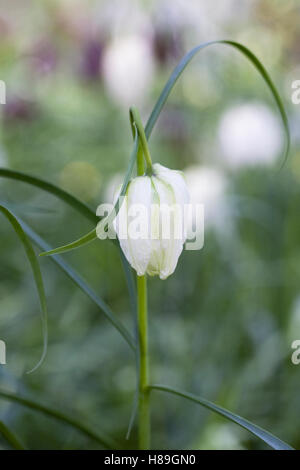 Fritillaria Meleagris auf einer englischen Wiese. Snakeshead Fritillary. Stockfoto