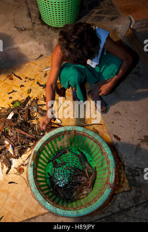 Ein Landarbeiter aussortieren Garnelen aus dem Papierkorb nach einem Fang von Reifen Garnelen auf einem Bauernhof Bio Garnelen in Samut Prakan in Thailand. Stockfoto