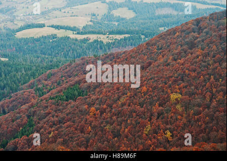 Landschaft der rote Bäume Wald auf Karpaten. Schönheit der Welt. Stockfoto