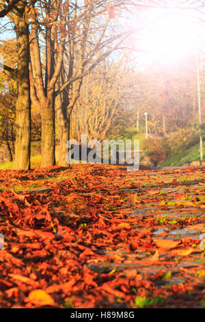 Laub in einem Stadtpark mit sonnigen Hotspot Fußgänger unterwegs Stockfoto