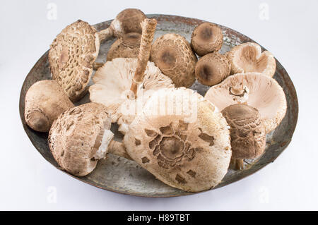 Rohe Sonnenschirm Pilz auf alte Bratpfanne Stockfoto