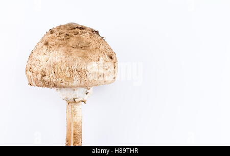 Rohe Sonnenschirm Pilz auf weißem Hintergrund hautnah Stockfoto