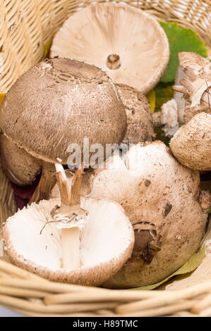 Rohe Sonnenschirm Pilze in einer Schüssel wicker Stockfoto