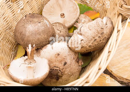 Rohe Sonnenschirm Pilze in einer Schüssel wicker Stockfoto