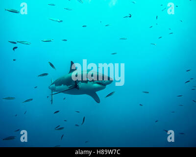 Der weiße Hai unter Sonnenstrahlen unter kleine Fische schwimmen Stockfoto