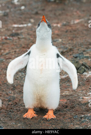 Gentoo Penguin (Pygoscelis Papua) Küken Ausübung Flossen, Hannah Point, antarktische Halbinsel, Antarktis Stockfoto