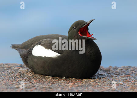 Black Guillemot oder Tystie, Cepphus Grylle in Oban Harbour, Schottland Stockfoto