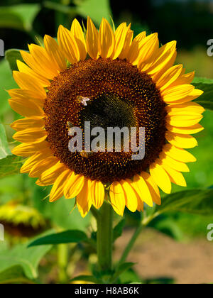 Bienen auf einer Sonnenblume (Helianthus) Stockfoto