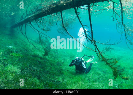 Tauchen in den Gruener Grüner See in Tragoess, Steiermark, Oesterreich Stockfoto