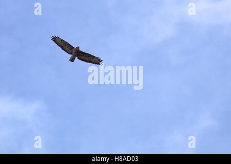 Mäusebussard (Buteo Buteo) im Flug auf blauen Himmel. Stockfoto