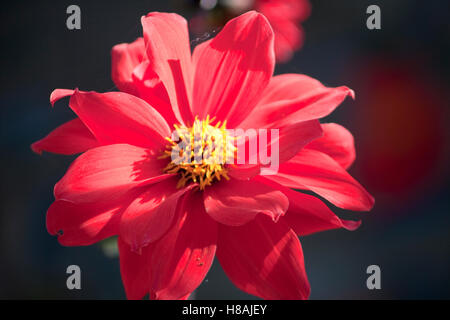 Blume Dahlie (Dahlia Pinnata Cav) Stockfoto
