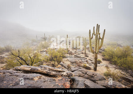 Saguaro Kaktus steht im Nebel Stockfoto