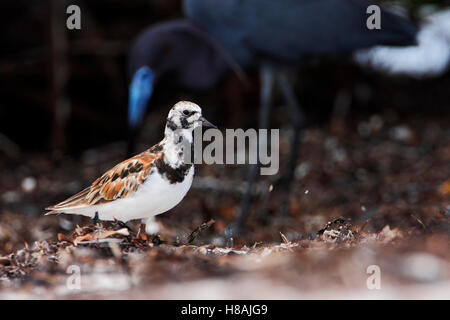 Ruddy Steinwälzer (Arenaria Interpres) am Strand mit kleinen Graureiher im Hintergrund, Curry Hängematte State Park, Florida, USA Stockfoto