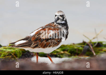 Ruddy Steinwälzer (Arenaria Interpres) am Strand, Curry Hängematte State Park, Florida, USA Stockfoto