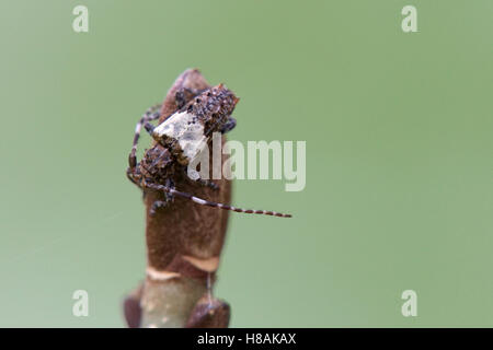 Makro ein größerer Dorn-bestückte Longhorn Beetle (Pogonocherus Hispidulus) auf eine Knospe. Stockfoto