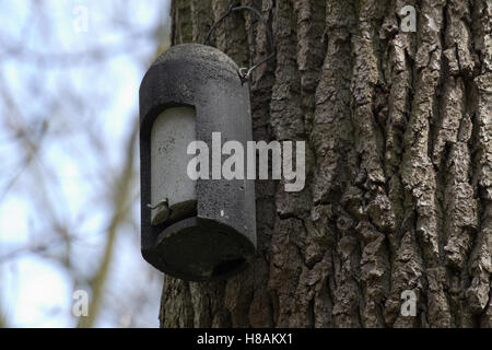 Fledermauskasten in Nature Reserve NSG Eldena, Deutschland. Stockfoto