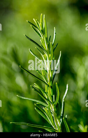 Frischer Rosmarin nah oben, Makro, Kraut auf dem Hintergrund erlauben Stockfoto