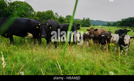 Tiere in der Wildnis Kühe und Igel im Wald landen Stockfoto