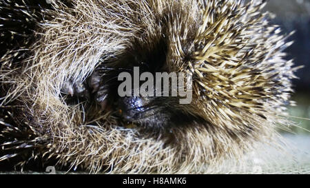 Tiere in der Wildnis Kühe und Igel im Wald landen Stockfoto