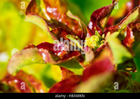 Nahaufnahme von Salaten, frischen gesunden Bio-Salat Stockfoto