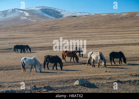 Wilde Pferde im hustai National Park Ulaanbaatar, Mongolei Stockfoto