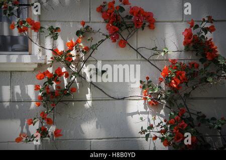 Rote Blumen wachsen auf einer weißen Wand auf einer grünen Ranke Stockfoto