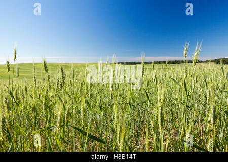 Feld mit Getreide Stockfoto