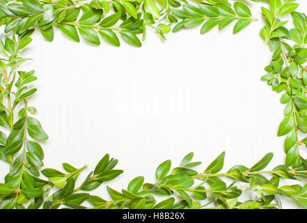 Rahmung von grünen Blättern, Pflanzen auf einem weißen Hintergrund. Ansicht von oben Stockfoto