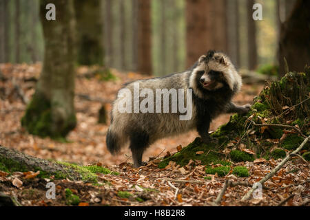 Marderhund (Nyctereutes Procyonoides), erwachsenes Tier in Nizza Winterfell, in einem Wald, gerade zurück, herbstliche Farben. Stockfoto