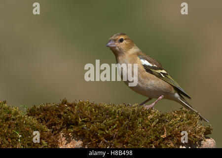 Gemeinsamen Buchfinken (Fringilla Coelebs), Weiblich, Benalmadena, Malaga, Andalusien, Spanien Stockfoto
