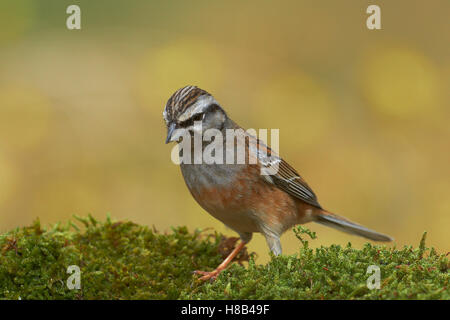 Rock-Bunting (Emberiza cia). Benalmadena, Malaga, Andalusien, Spanien Stockfoto