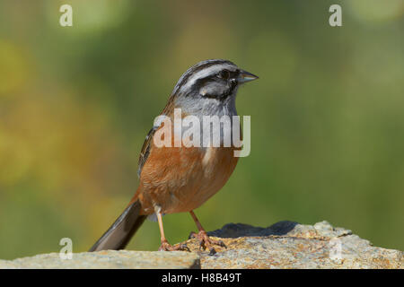 Rock-Bunting (Emberiza cia). Benalmadena, Malaga, Andalusien, Spanien Stockfoto