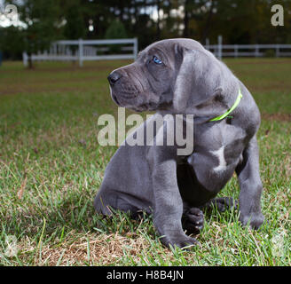 Graue Dogge Welpen mit blauen Augen auf dem Rasen Stockfoto