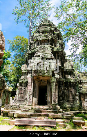 Ta Prohm, Angkor, Kambodscha Stockfoto