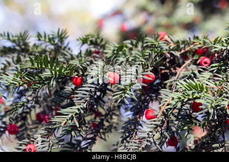 saftige rote Beeren unter grünen Nadeln auf einem Ast der Eibe Beere Stockfoto