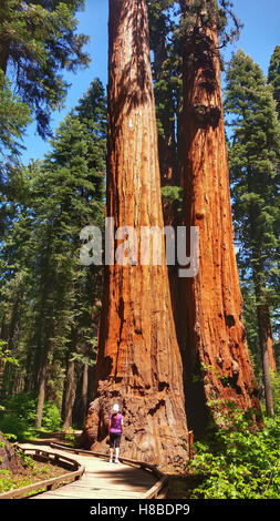 Frau, die ein Mammutbaum in Calaveras große Bäume State Park, Sierra Nevada, Kalifornien Stockfoto