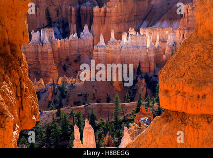 Die roten und weißen Felsformationen Leuchten in der Sonne, wie aus den Queens Garden Trail-Bryce Canyon Nationalpark Utah USA gesehen Stockfoto