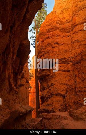 Eine Ponderosa-Kiefer wächst durch einen Slotcanyon bekannt als "Wall Street" in Bryce-Canyon-Nationalpark, Utah, USA Stockfoto