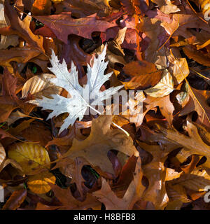 nasse Blätter von Ahorn, Buche, Eiche auf Waldboden im Herbst Stockfoto