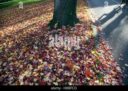 Driebergen-Park in den Niederlanden Park und Schatten des Fahrrades mit Colorfull Ahorn Blätter im Herbst Stockfoto