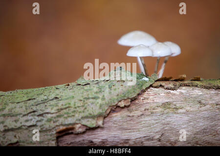 Pordelain Pilze auf alten Stamm der Buche mit abblätternde Rinde auf Waldboden Stockfoto