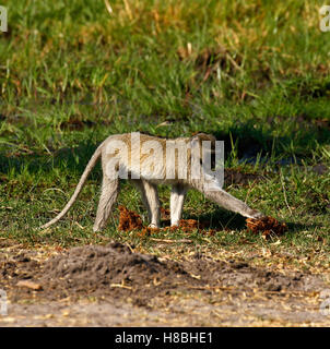Vervet Affen ermittelnde Elefanten dung leckere Häppchen zu essen! Stockfoto