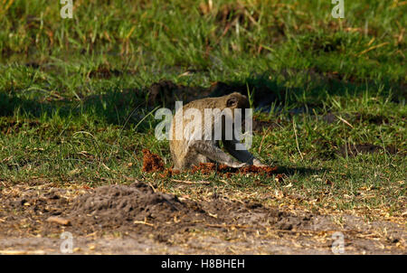 Vervet Affen ermittelnde Elefanten dung leckere Häppchen zu essen! Stockfoto