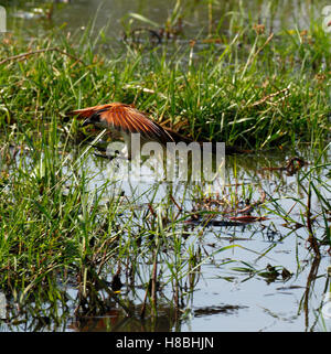 Kupferfarben-tailed erholsam, Land, fliegen, ausgestreckten Flügeln über das Okavangodelta in Botswana Stockfoto