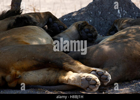 Verschlafene Löwen in der Hitze des Tages bewegen kaum suchen Schatten oder eine bequemere Position, während jungen unruhig sind Stockfoto